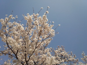 2013040902.jpg